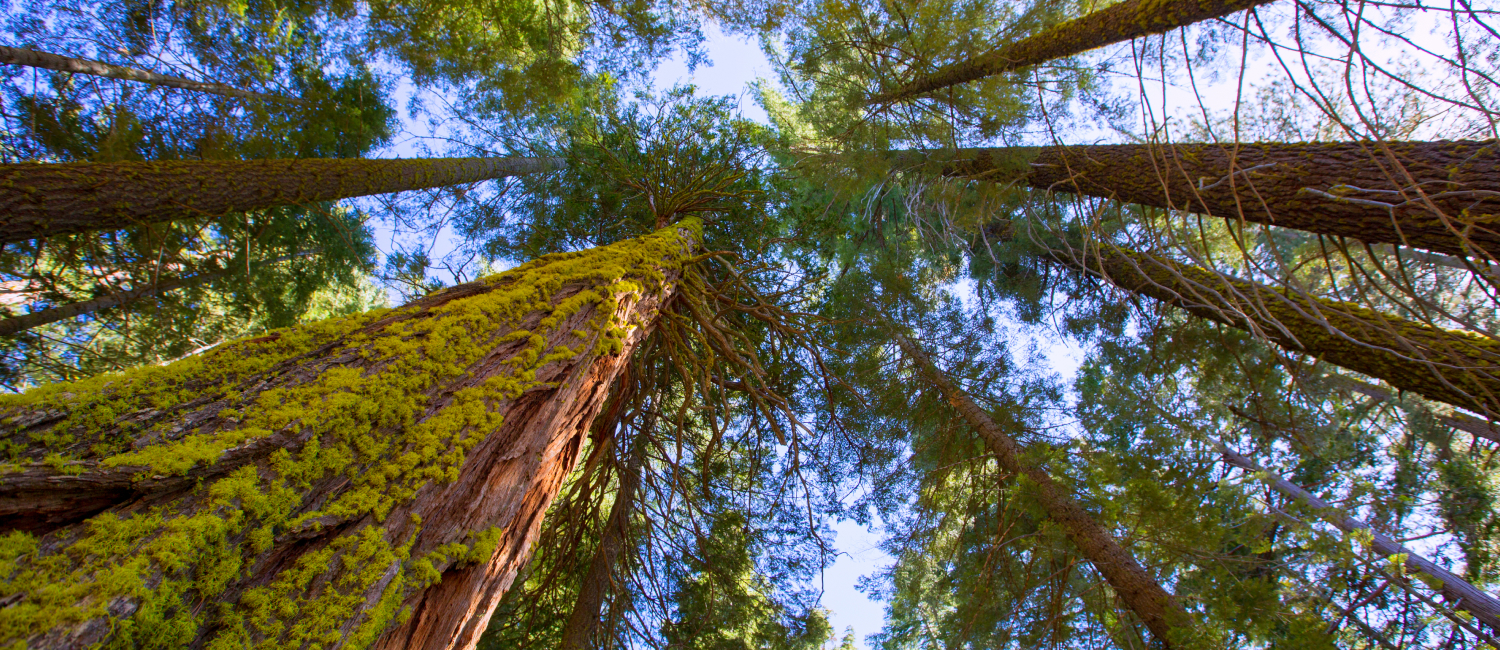 Explore Sequoia National Park